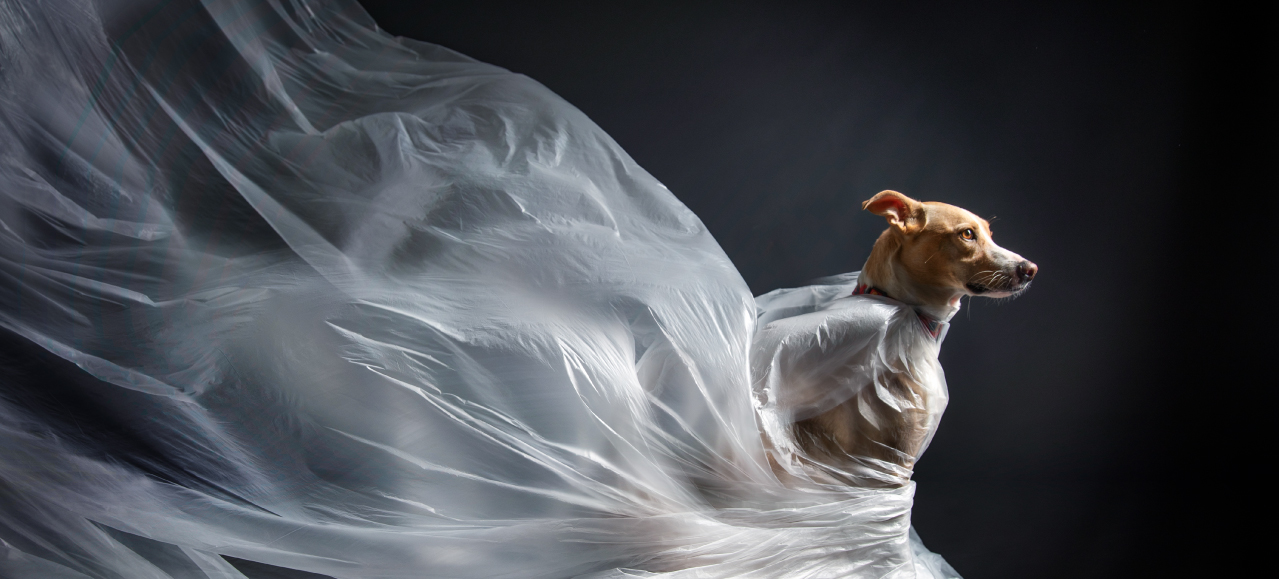 dicas para fotografar animais de estimação